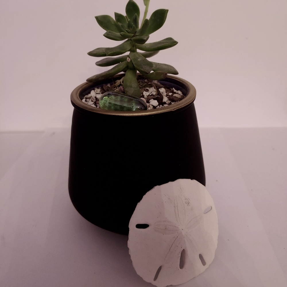 Echeveria Succulent with Sand Dollar